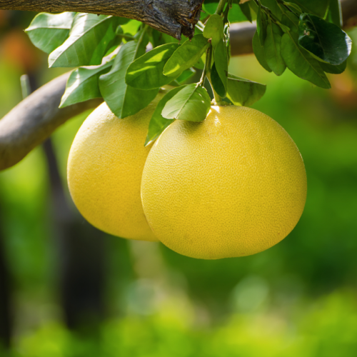 Thị trường Bưởi đỏ trước Tết