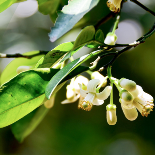 Hoa bưởi có tác dụng gì