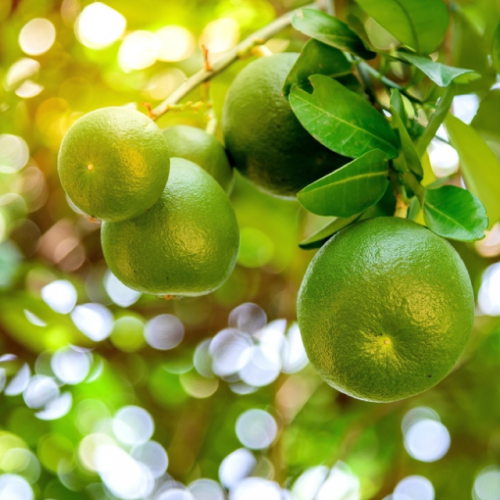 Bưởi đỏ có phun thuốc không?